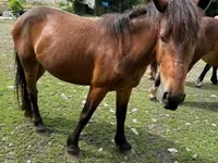 母马, Međimurje horse — 照片 6