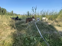 Коза, Чешская бурая коза — фото 2