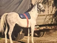 Cavalo, Arabian horse — foto 2