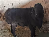 Ram, Hissar sheep — photo 6