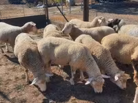 公羊, Ile-de-France sheep — 照片 1