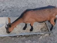 雌ヤギ, Alpine goat — 写真 3