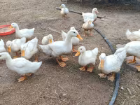 American Pekin — photo 2