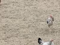 Gallina checa dorada veteada — foto 3