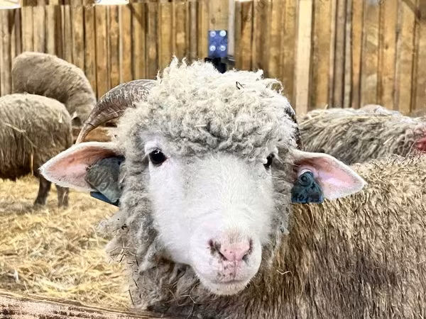 雌羊, Romanov sheep