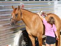 فرس, Quarter Horse — الصورة 6