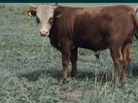Toro, Vaca kazaja de cabeza blanca — foto 1