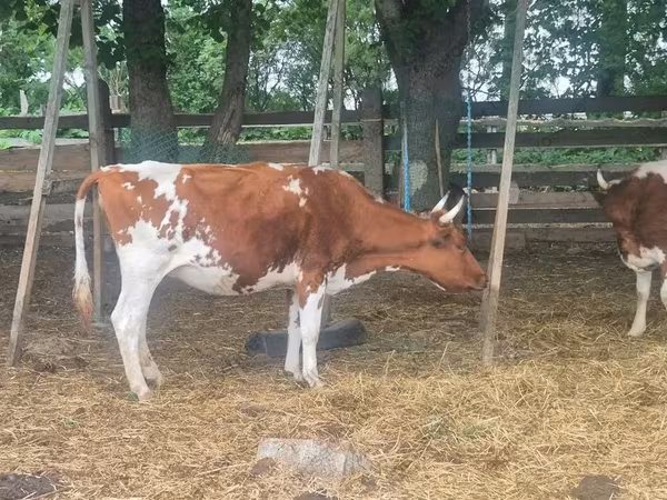 Vache, Ayrshire
