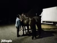 घोड़ा, Friesian — फ़ोटो 2