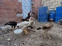 Chickens — Foto 6