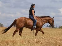 Kůň, Quarter Horse — foto 3