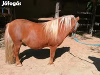 公马, Shetland Pony — 照片 5
