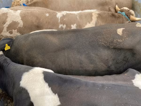 Krowa, Russian Black pied cattle