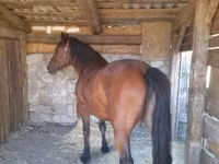 Stute, Međimurje horse — Foto 2