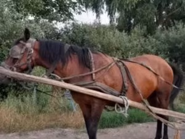 Stute, Hucul pony