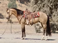 Horse (M), Quarter Horse — photo 4