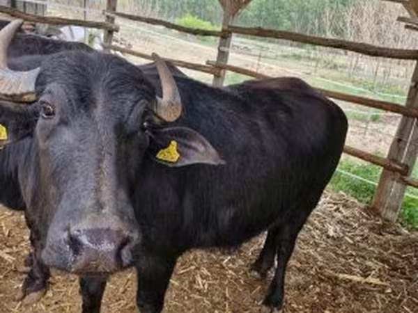 Vaca, Búfalo