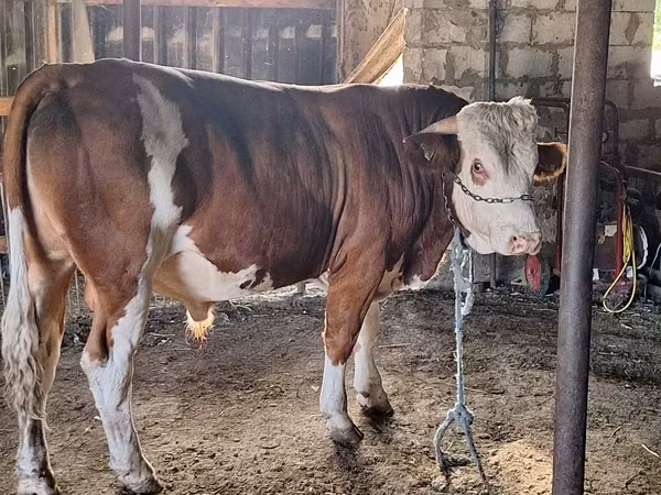 Taureau, Bovins