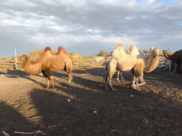 Velbloudice, Kazakh Bactrian camel