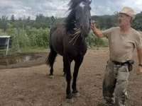Kobyła, Međimurje horse — zdjęcie 2