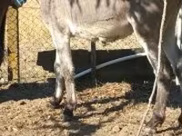 Cheval, Chevaux — photo 3