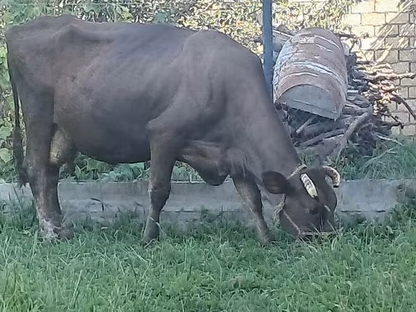 母牛, Swiss cattle