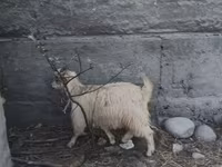 母羊, Sheep — 照片 3