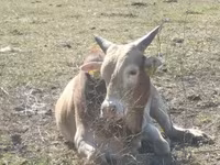 Bulle, Zebu — Foto 1