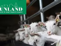 雌ヤギ, Saanen goat — 写真 6