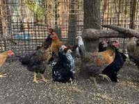 Chickens — Foto 4