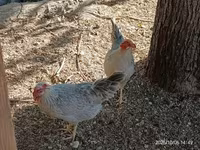 galinha dinamarquesa — foto 4
