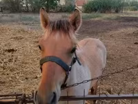 घोड़ा, Welsh Cob — फ़ोटो 5