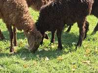 Ram, Sheep — photo 3