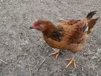 Chickens — photo 1