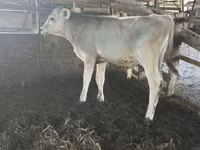 Byk, Swiss cattle — zdjęcie 1