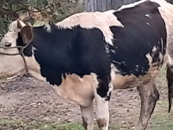 公牛, Simmental cattle