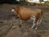 गाय, Simmental cattle — फ़ोटो 2
