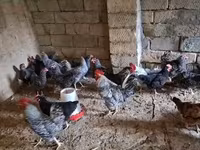 Chickens — photo 5