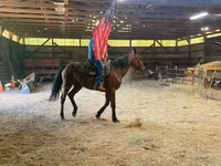 Cheval, Standardbred — photo 2