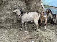 Kozel, Alpine goat — foto 3