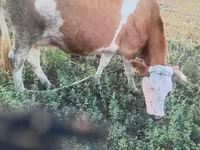 Kuh, Simmental cattle — Foto 3