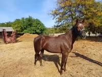 Stute, Standardbred — Foto 1