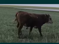 Toro, Vaca kazaja de cabeza blanca — foto 2
