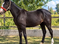 Stute, Kyrgyz Horse — Foto 1