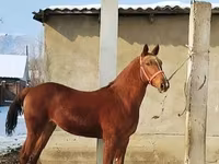 حصان, Karabair horse — الصورة 2