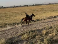 Yegua, French Trotter — foto 5