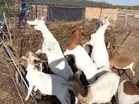 बकरी, Boer goat — फ़ोटो 1