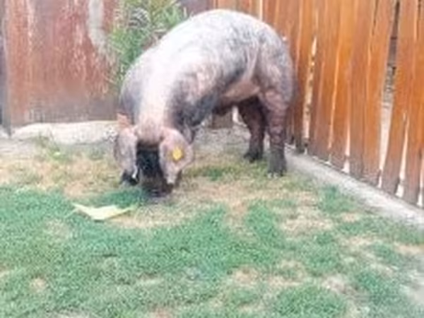 公猪, 