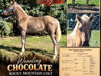 Cheval, Rocky Mountain Horse — photo 1