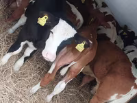 Bulle, Simmental cattle — Foto 3